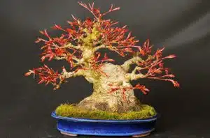 acer palmatum shohin - Hanasu Bonsai