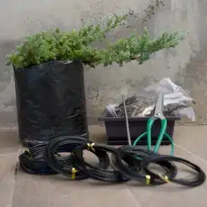 kit bonsai junipero procumbens nana 2 - Hanasu Bonsai