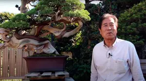mashiko-kimura-bonsai-precio - Hanasu Bonsai